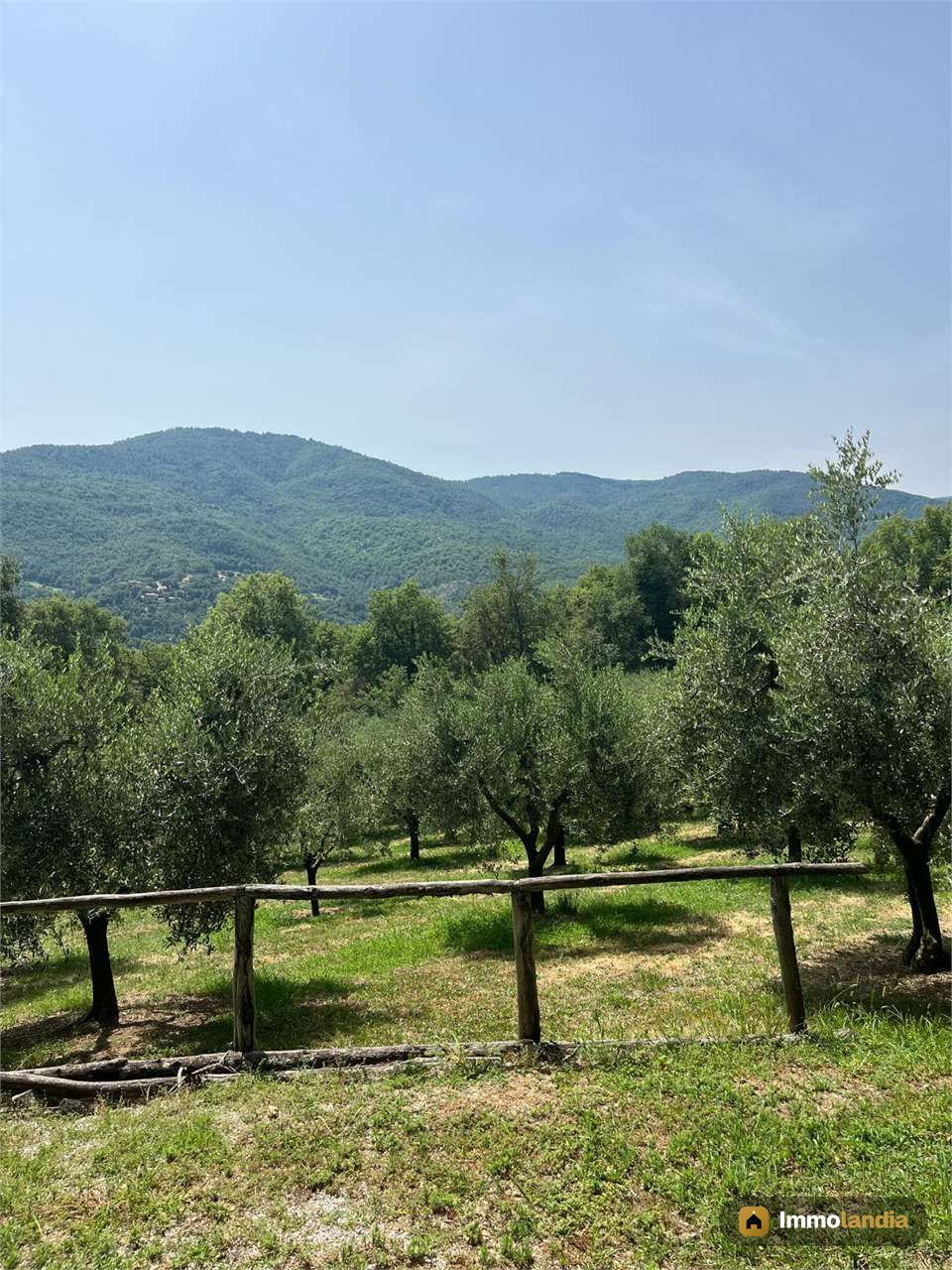 terreno in vendita con 100 alberi di olivo